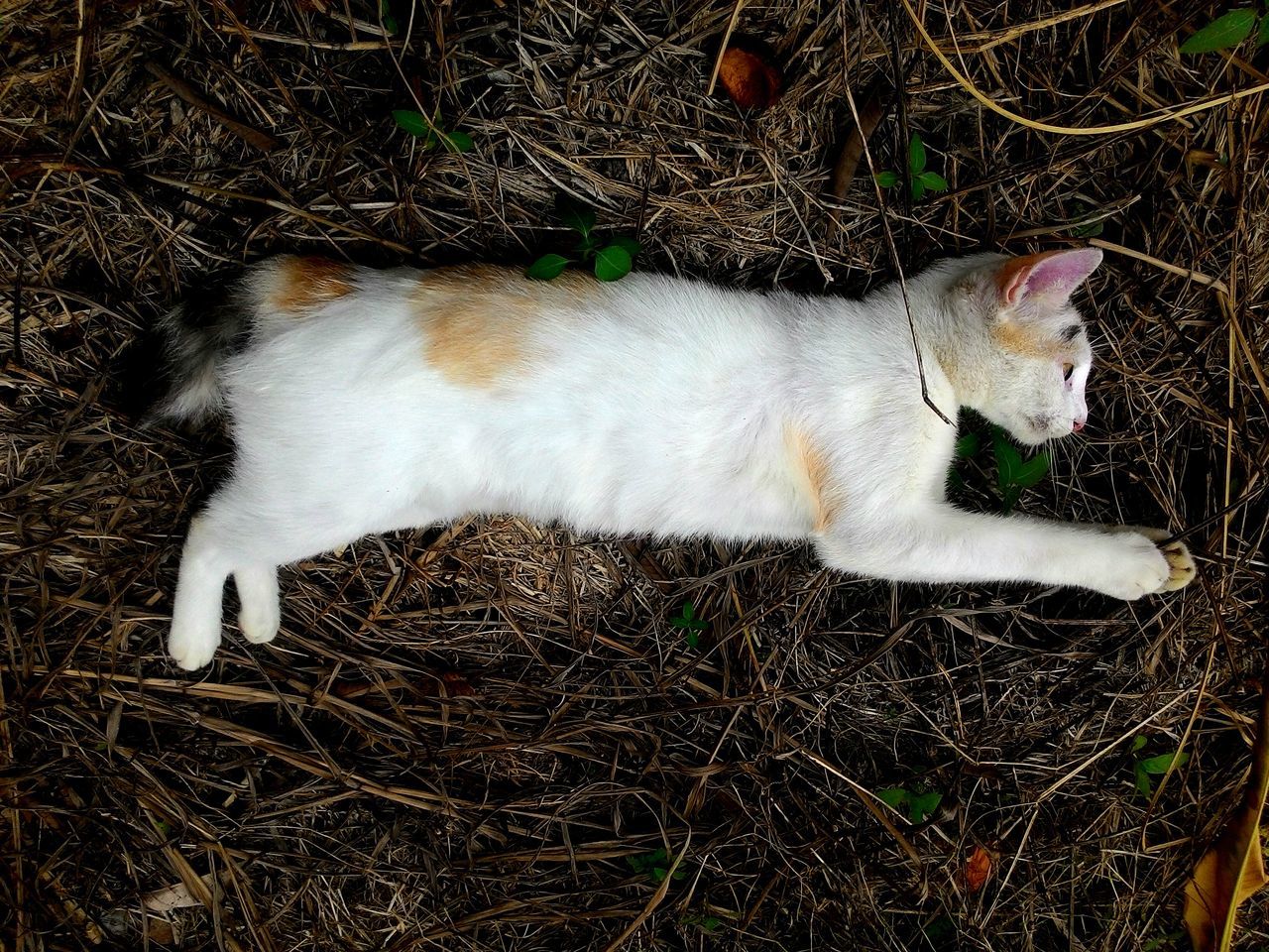 domestic cat, animal themes, high angle view, one animal, domestic animals, feline, mammal, outdoors, pets, no people, day, grass, close-up