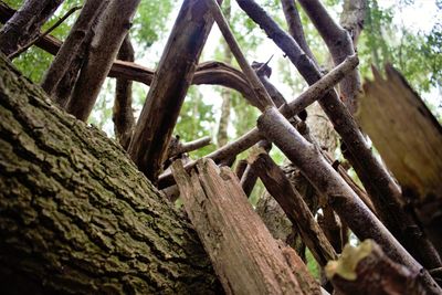 Low angle view of trees in forest