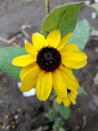 High angle view of yellow flower blooming outdoors