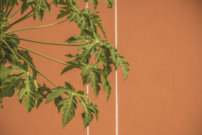 Close-up of leaves