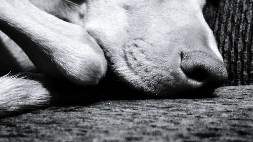 Close-up of dog sleeping