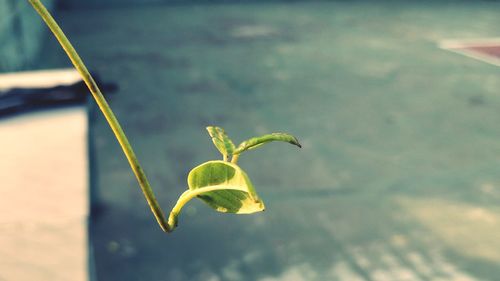 Close-up of fresh green plant in water