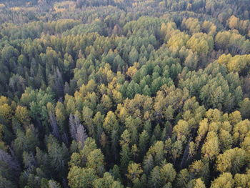 High angle view of pine trees in forest