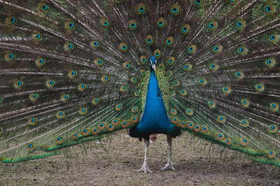 Peacock with feathers fanned out on field