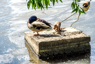 Bird perching on a lake