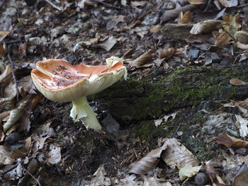 High angle view of mushroom on field