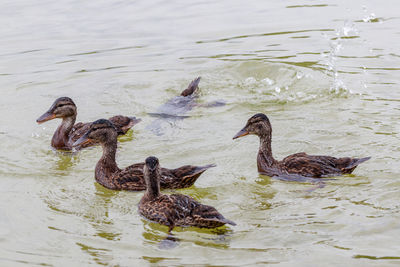 Duck swimming in lake