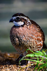 Close-up of bird on field