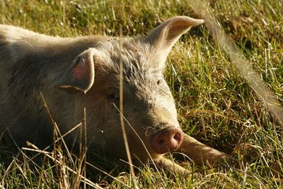 Piggy laying in the sun