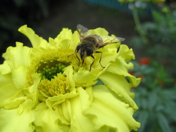 Close-up of bee pollinating on yellow flower