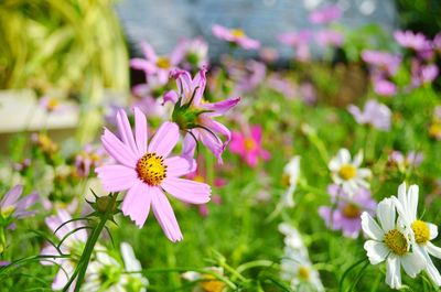 Close-up of cosmos flowers blooming outdoors