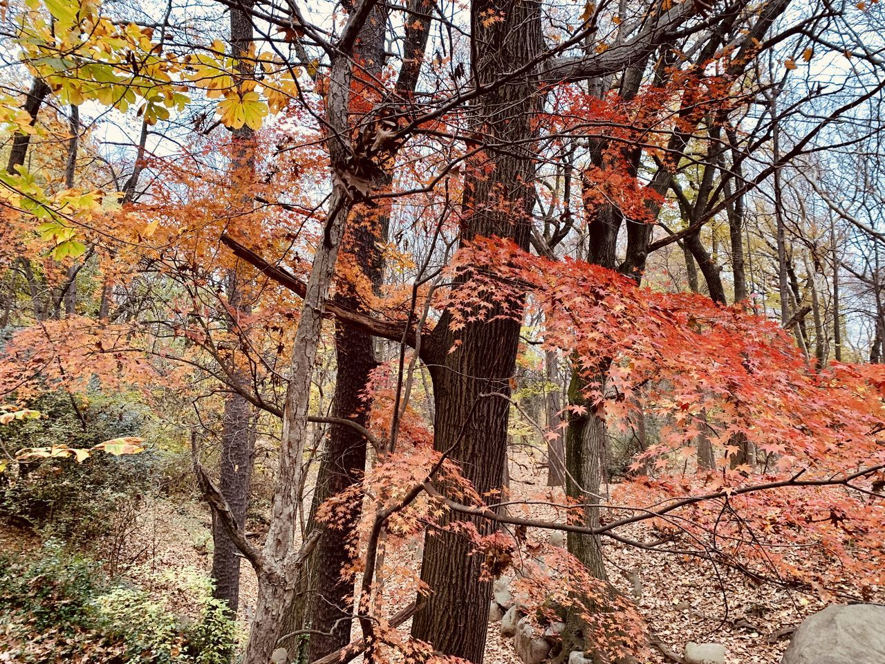 tree, plant, nature, branch, autumn, growth, day, no people, beauty in nature, leaf, tranquility, low angle view, land, trunk, tree trunk, forest, outdoors, woodland, scenics - nature, plant part, tranquil scene, bare tree, non-urban scene, maple, sky, sunlight, orange color