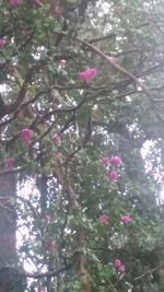 Pink flowers blooming on tree