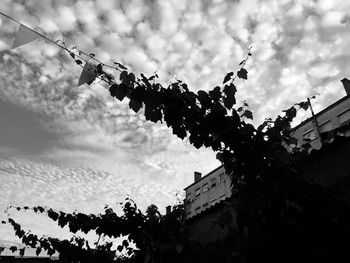 Low angle view of hanging tree against sky