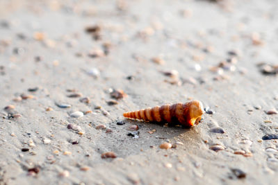 Close-up of crab on sand