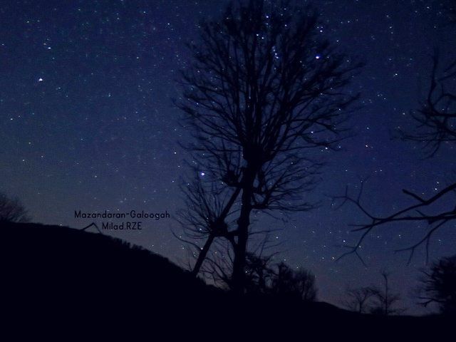 silhouette, night, tree, tranquility, tranquil scene, bare tree, scenics, beauty in nature, sky, low angle view, nature, branch, dark, star - space, dusk, idyllic, outdoors, moon, star field, majestic