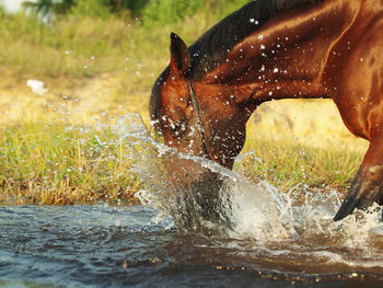 Brown horse drinking water at lakeshore