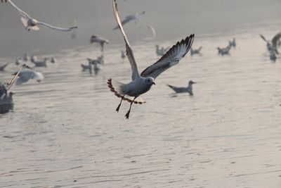 Gray heron flying over lake