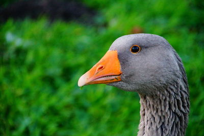 Close-up side view of a bird against blurred background