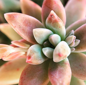 Close-up of succulent plant