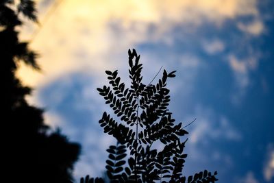 Low angle view of tree branch against sky