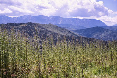 Scenic view of landscape against sky