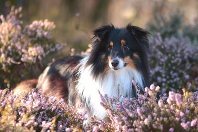 Portrait of a dog