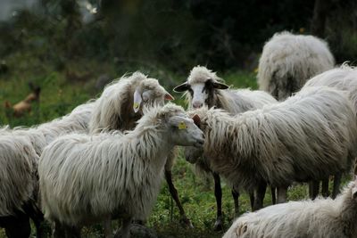 Sheep in a field