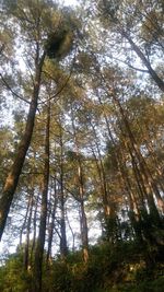 Low angle view of trees in forest