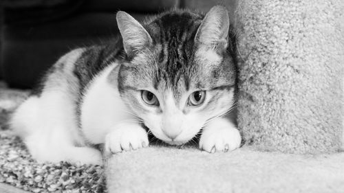 Portrait of cat relaxing on rug