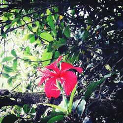 Close-up of red hibiscus blooming on tree