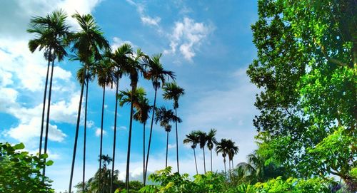 Low angle view of coconut palm trees against blue sky