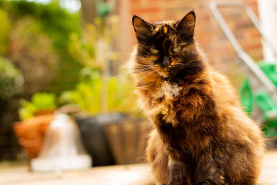 Cat looking away outdoors