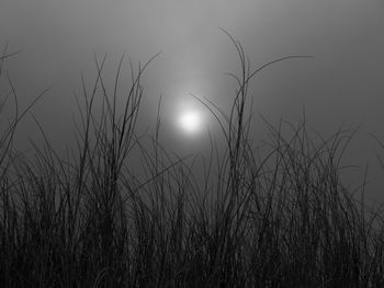 Silhouette of grass against sky during sunset