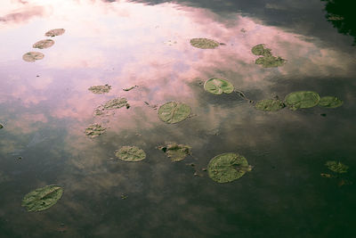 High angle view of leaves floating on lake