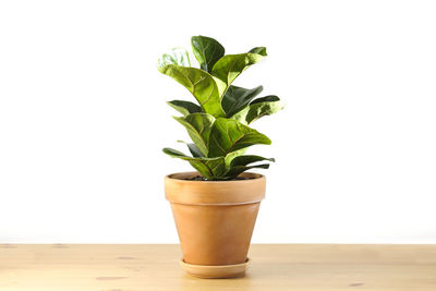 Close-up of potted plant on table against white background