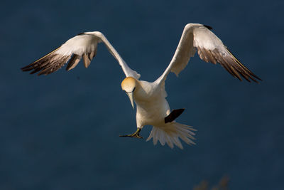 Gannets flying over sea