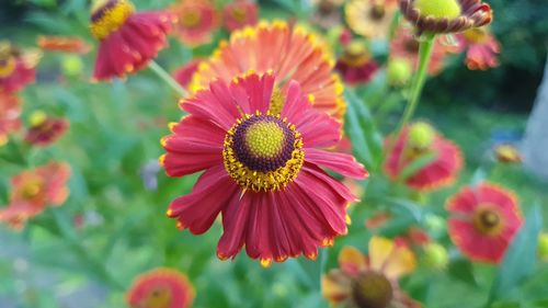 Close-up of red flowering plant