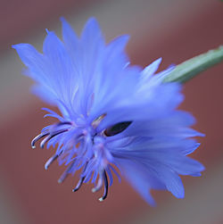 Close-up of lavender flower