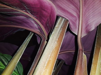 Close-up of pink leaves