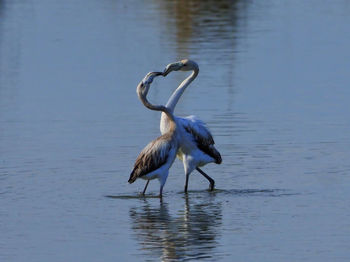 Bird in a lake