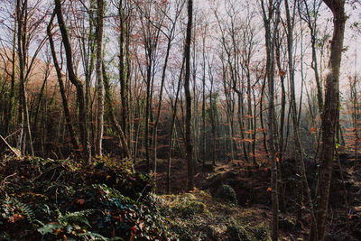 Bare trees in forest