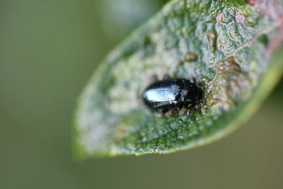 Close-up of insect