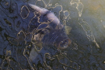 High angle view of turtle in lake