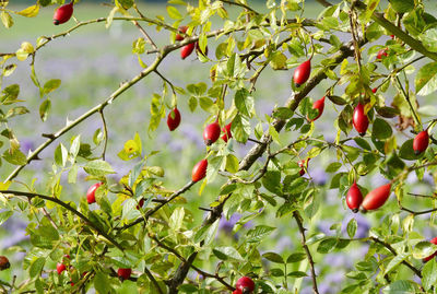 Close-up of red berries growing on tree