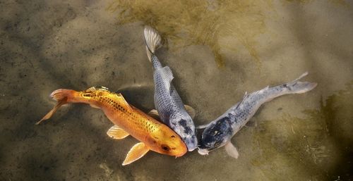 High angle view of fish swimming in sea