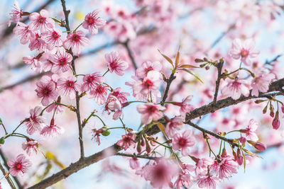 Close-up of pink cherry blossom