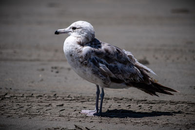 Seagull on beach