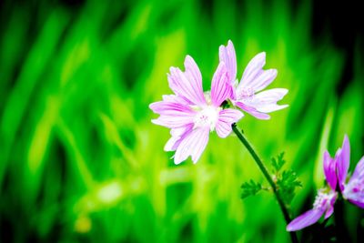 Close-up of pink flowering plant