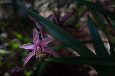 Close-up of purple flowering plant